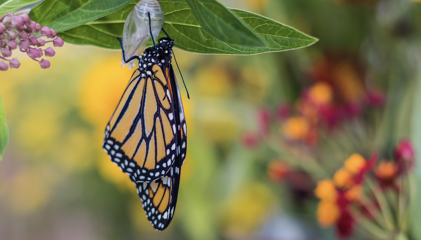 Butterfly perched on a leaf